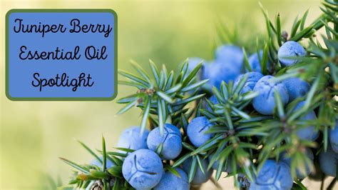 Juniper Berries – En berättelse om längtan, förlorade öden och magiska möten!