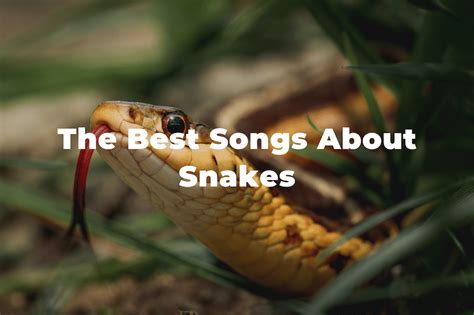  The Snake Who Loved Music – En Berättelse Om Överraskande Vänskap Och Den Skönhet Musik Kan Förmedla