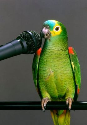  The Talking Parrot – En brasiliansk berättelse om kommunikation och tradition från 1400-talet!