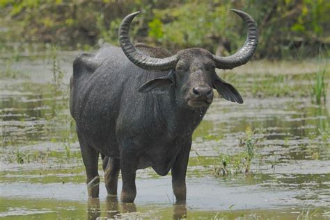  Why Is The Water Buffalo So Strong? - A Vietnamese Folk Tale Exploring Strength and Kindness